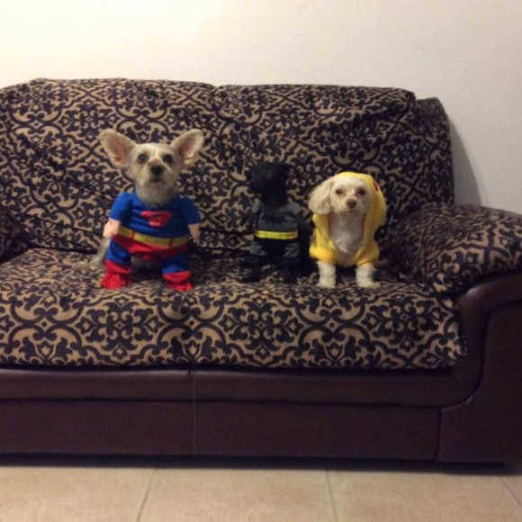 Meet your Posher, Jinny and her furbabies. - Picture 1 of 2